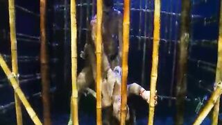 Sex In a Cage UnderWater