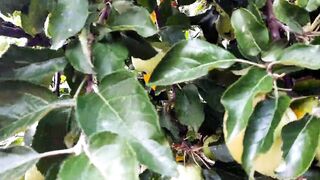 Hawt housewife Lukerya in the garden with a rake cleans in the pose of a dog