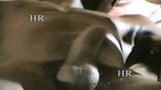 Italian 90s homemade sex For these nostalgic for hirsute vagina #10 - The female neighbor!