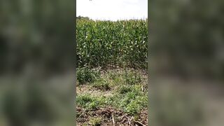 Different camera view of the cornfield clip