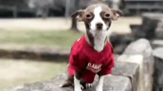 Sonia le gusta en cuatro